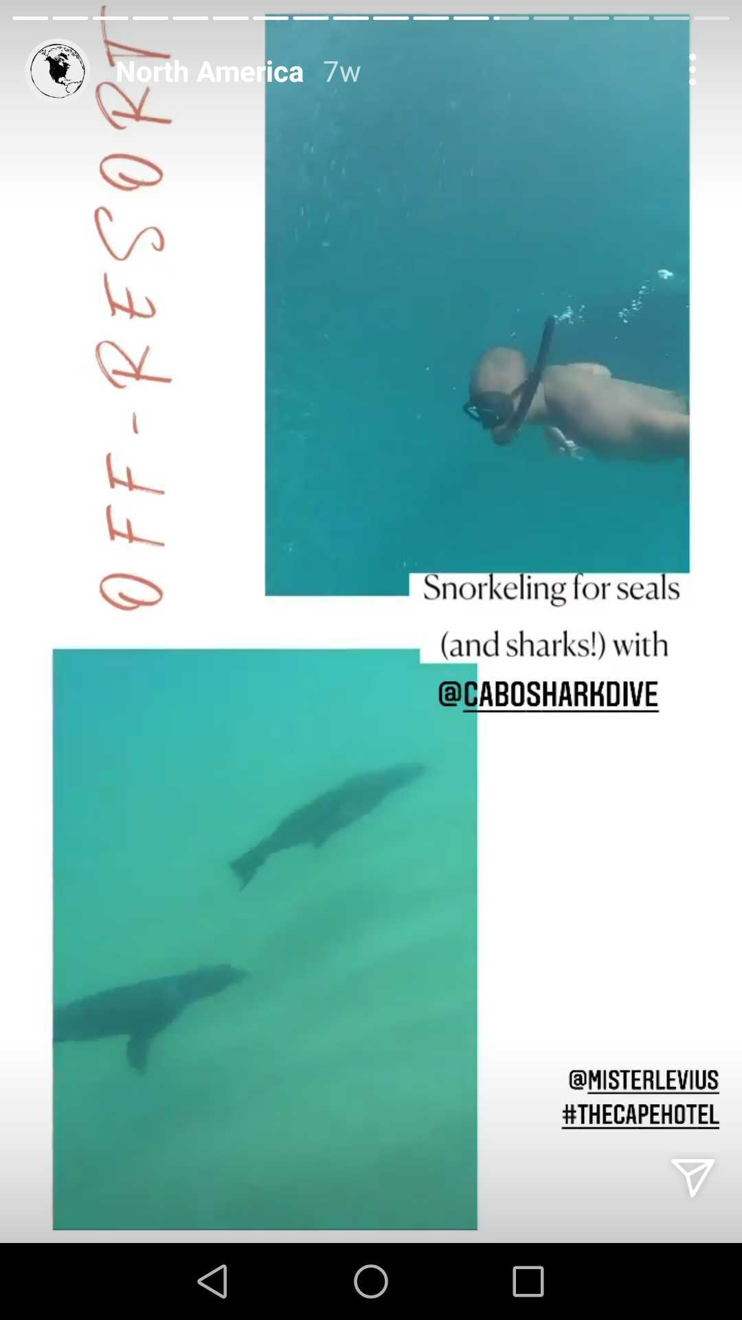 Screenshot Cabo Shark Dive