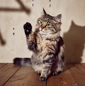 This cat is as unbothered by a ghost as only a cat can be – it even appears to be giving it a high-five: 8/10